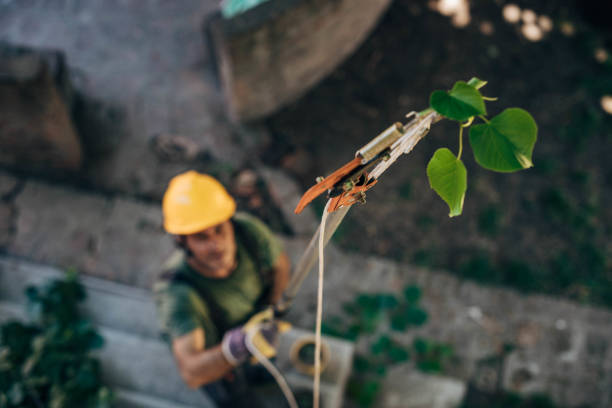 Why Choose Our Tree Removal Services in Bryant, WA?